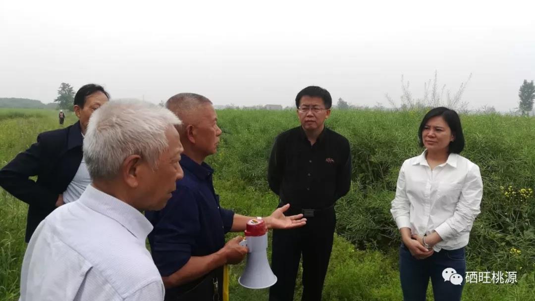  副縣長陳會龍觀摩調研富硒油菜優(yōu)質高產栽培示范基地