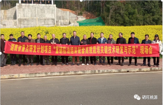 桃源縣召開富硒稻油高效栽培技術(shù)現(xiàn)場會